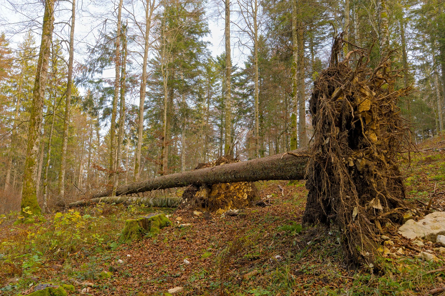 Enlèvement arbre urgence équipe à Beaune